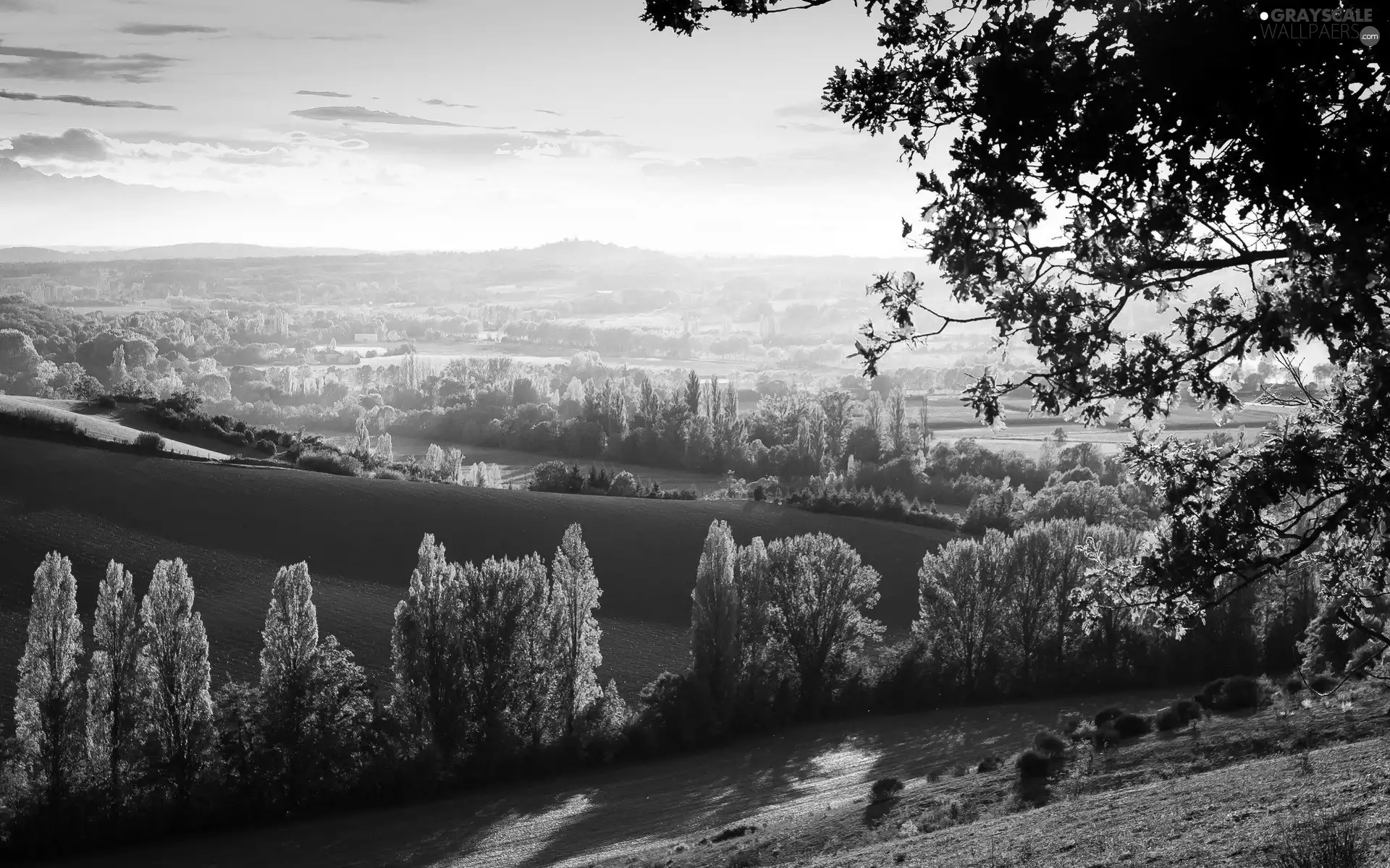 viewes, panorama, Way, trees, field