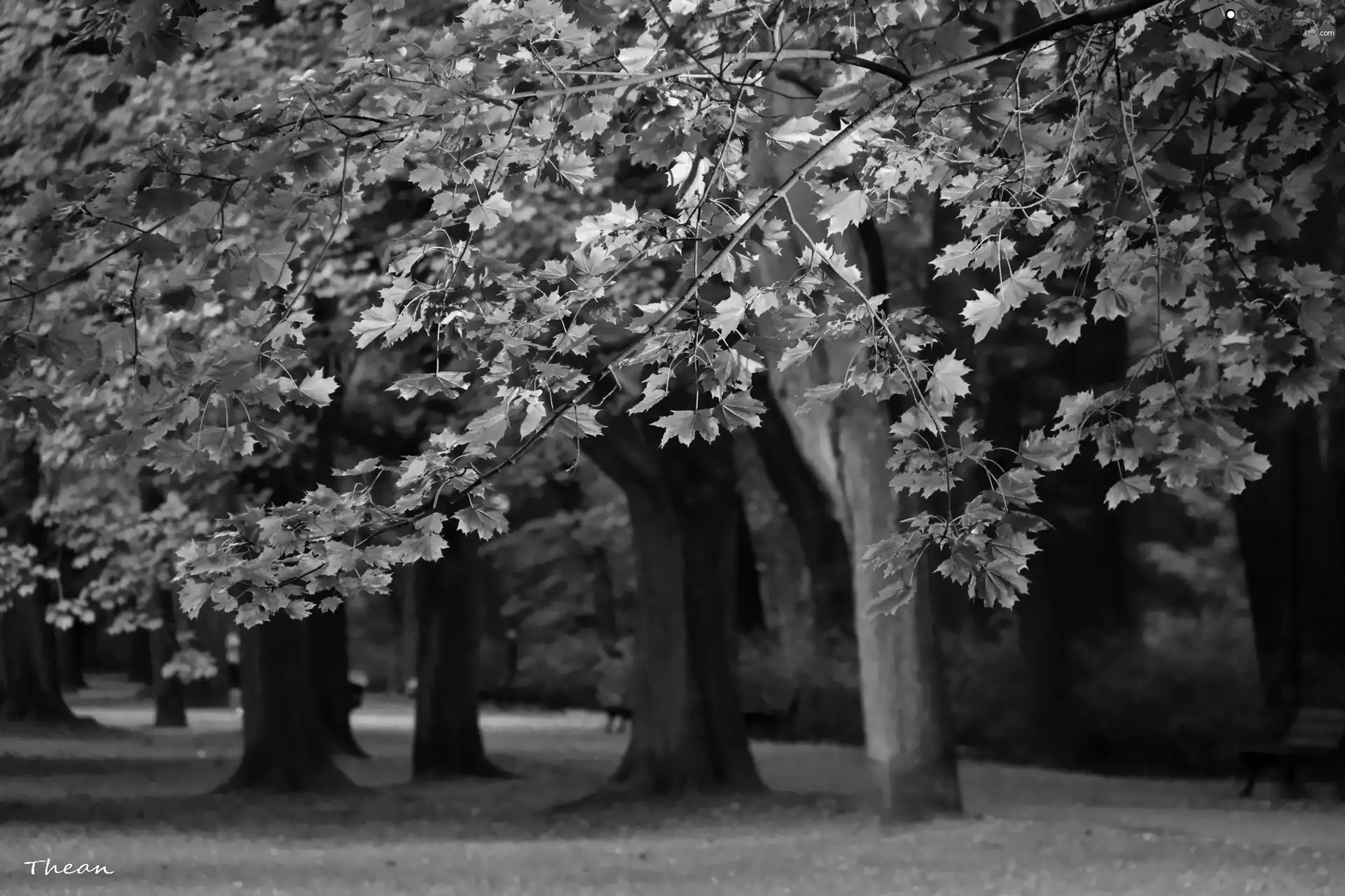 viewes, Park, Leaf, trees, Red