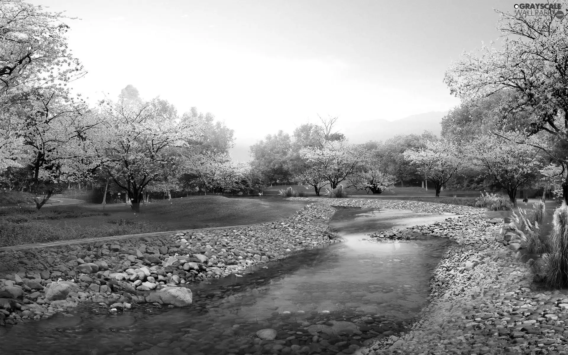 viewes, Park, flourishing, trees, Spring