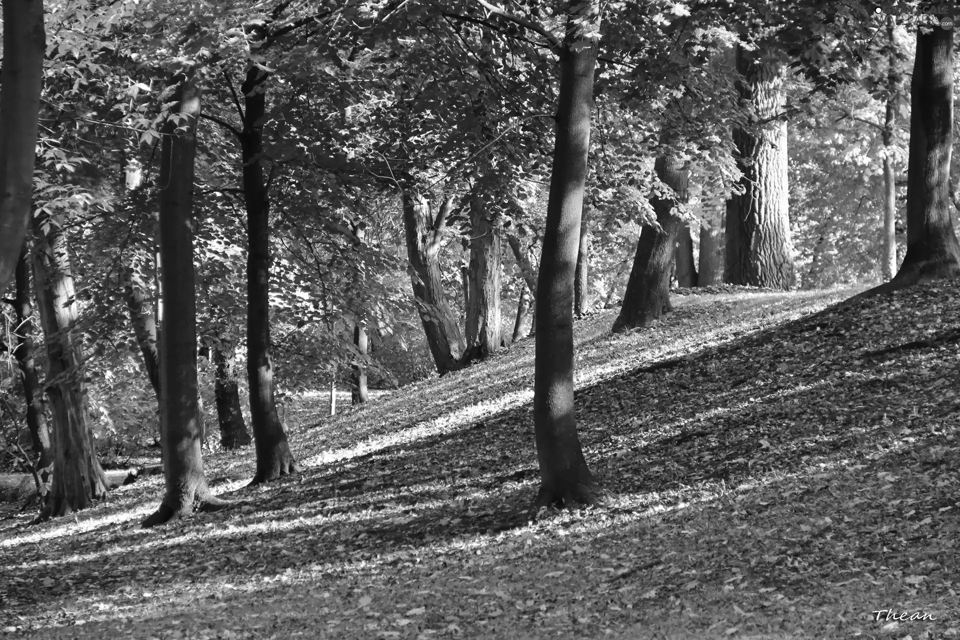 Park, trees, viewes, autumn