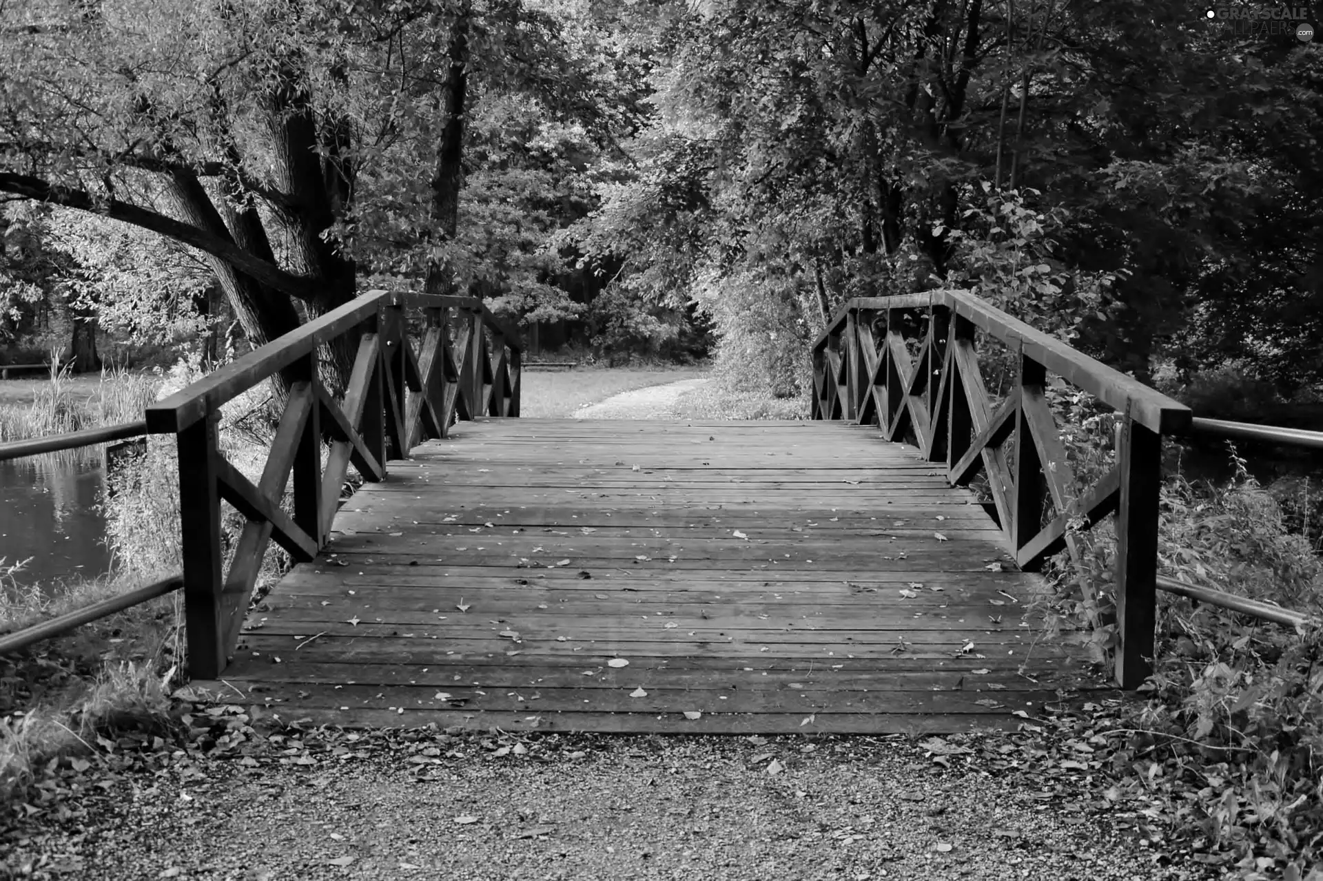 Park, trees, viewes, bridge