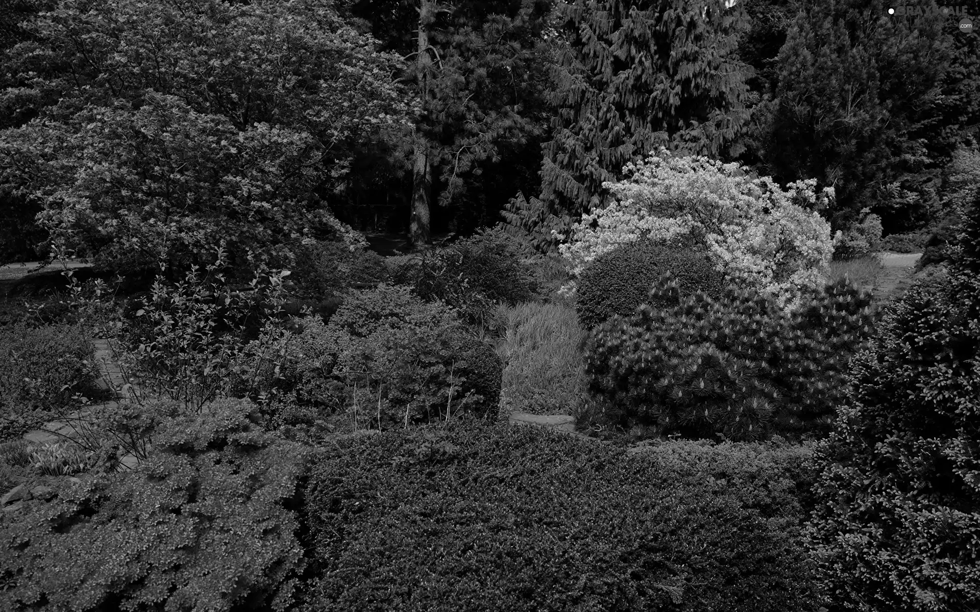 Bush, Garden, trees, viewes, Rhododendrons, Park