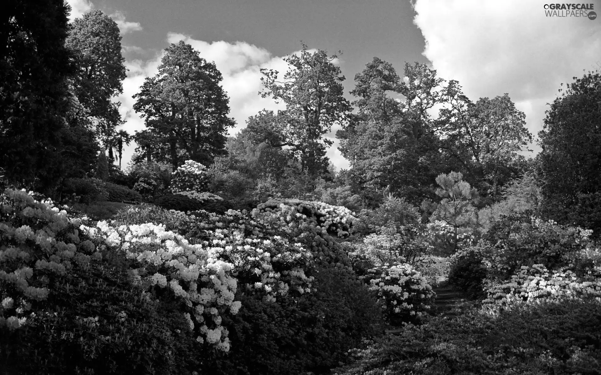 rhododendron, Park, Flowers