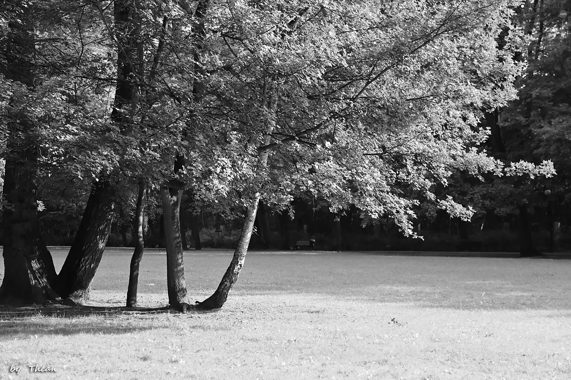 Park, trees, viewes, grass