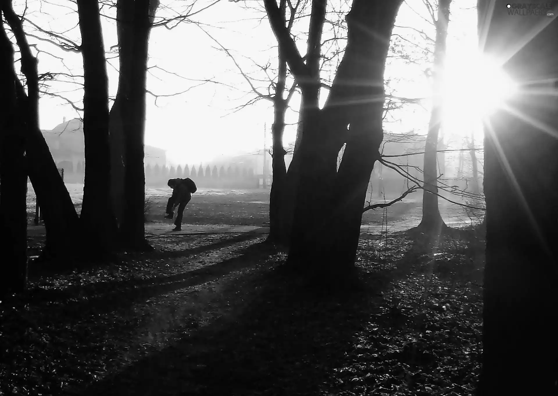 Park, trees, viewes, sun