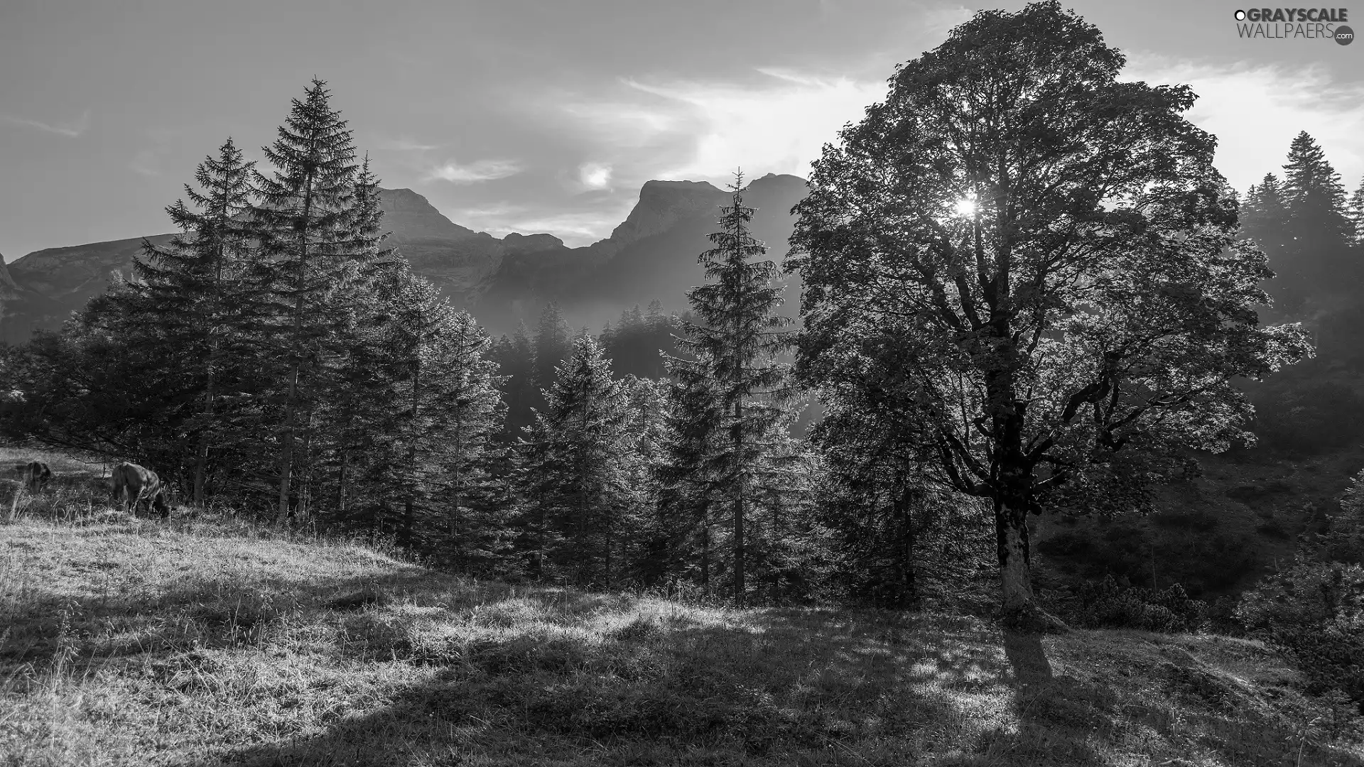 Cows, forest, trees, viewes, Mountains, pasture