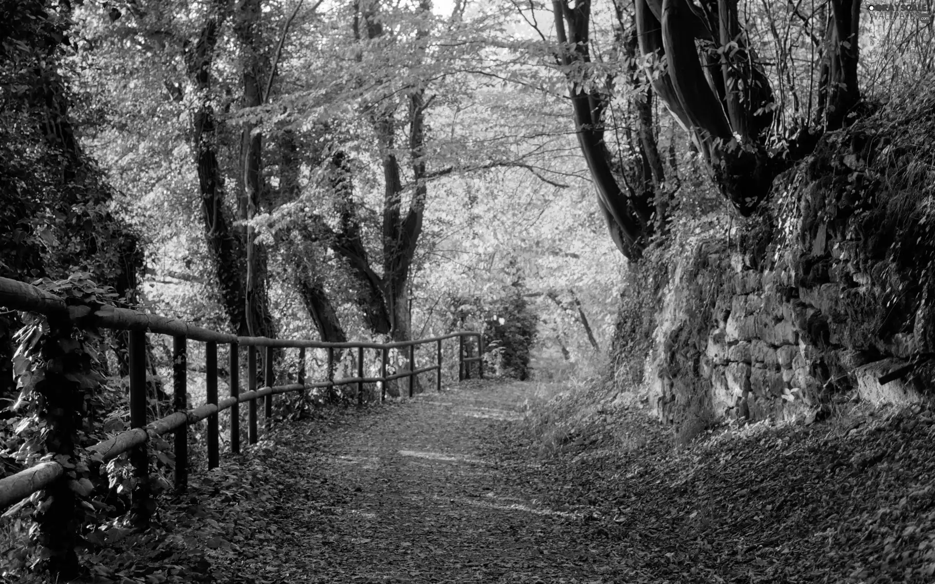 viewes, Path, autumn, trees, forest