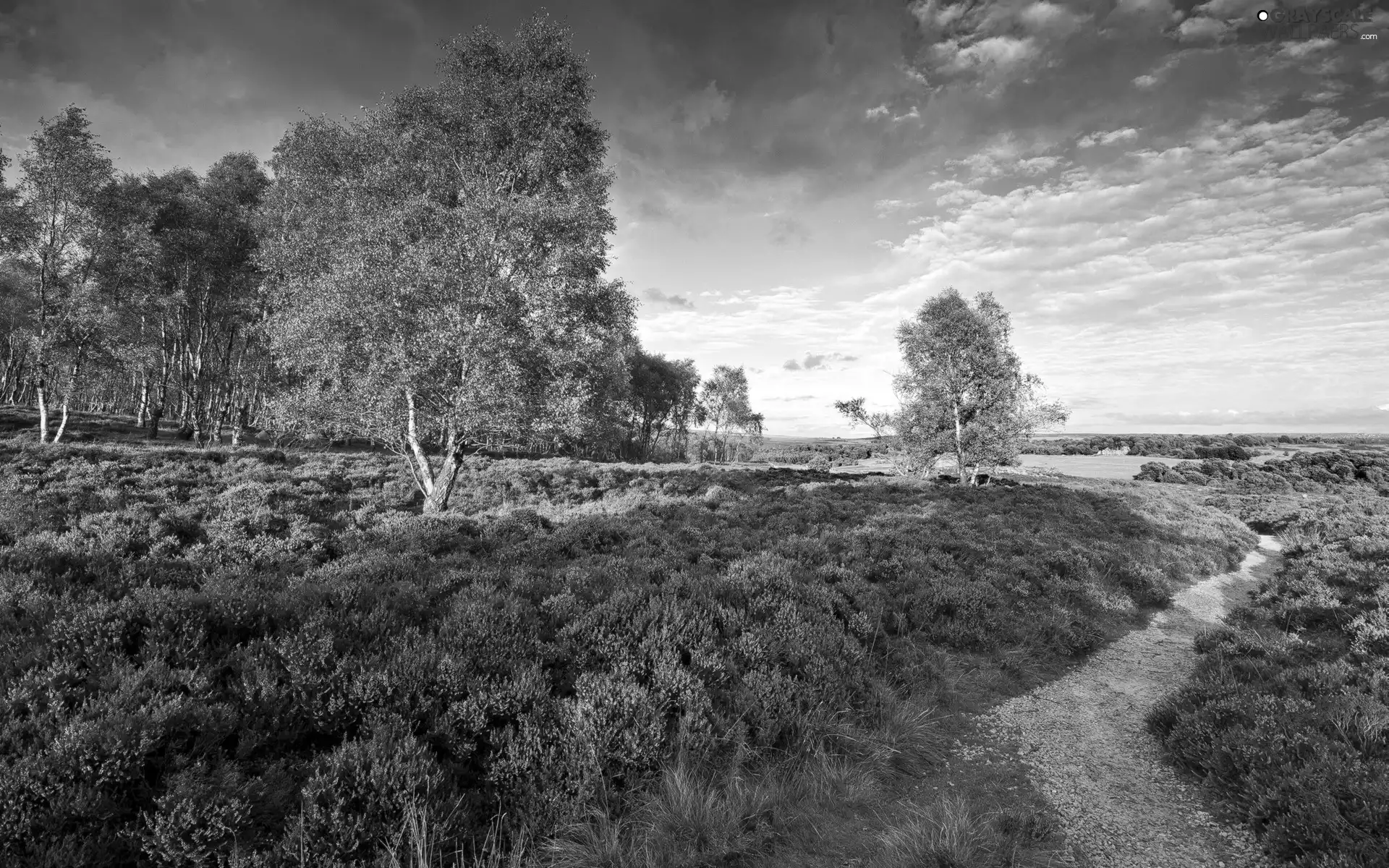 trees, heathers, Path, heath, viewes, Field