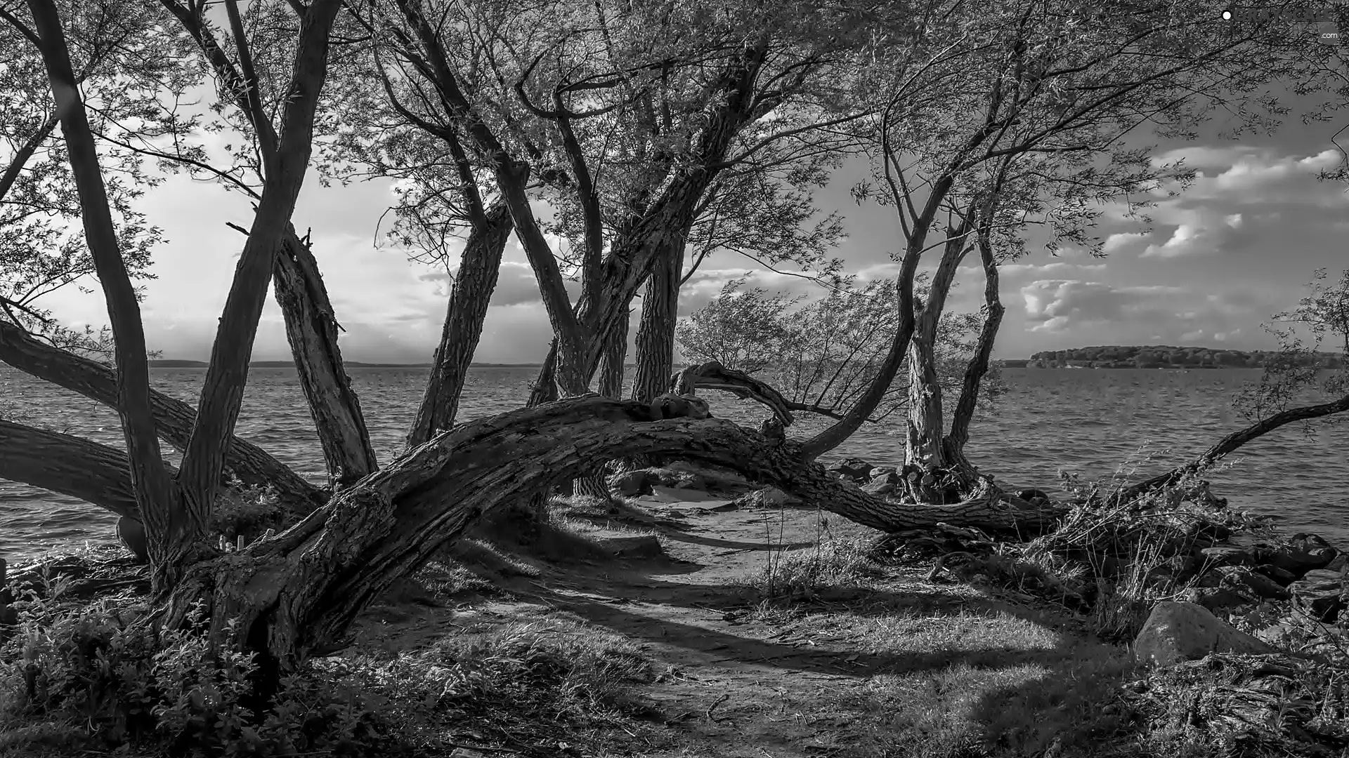 viewes, Path, inclined, trees, lake