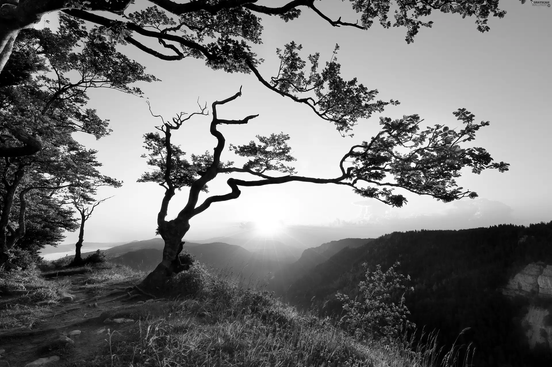 viewes, Path, Sunrise, trees, Mountains