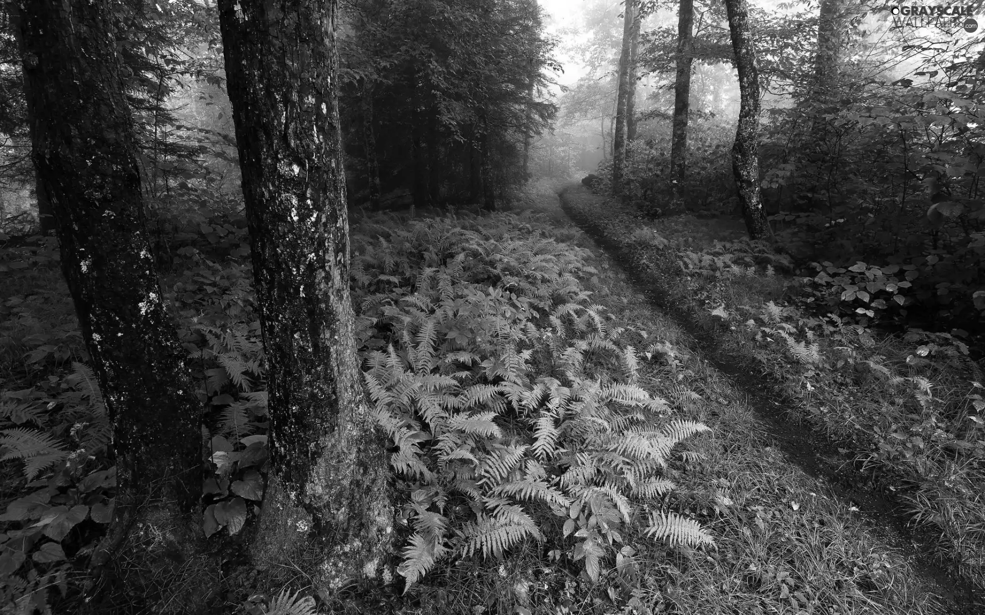 Bush, trees, Path, viewes, forest, fern, Fog