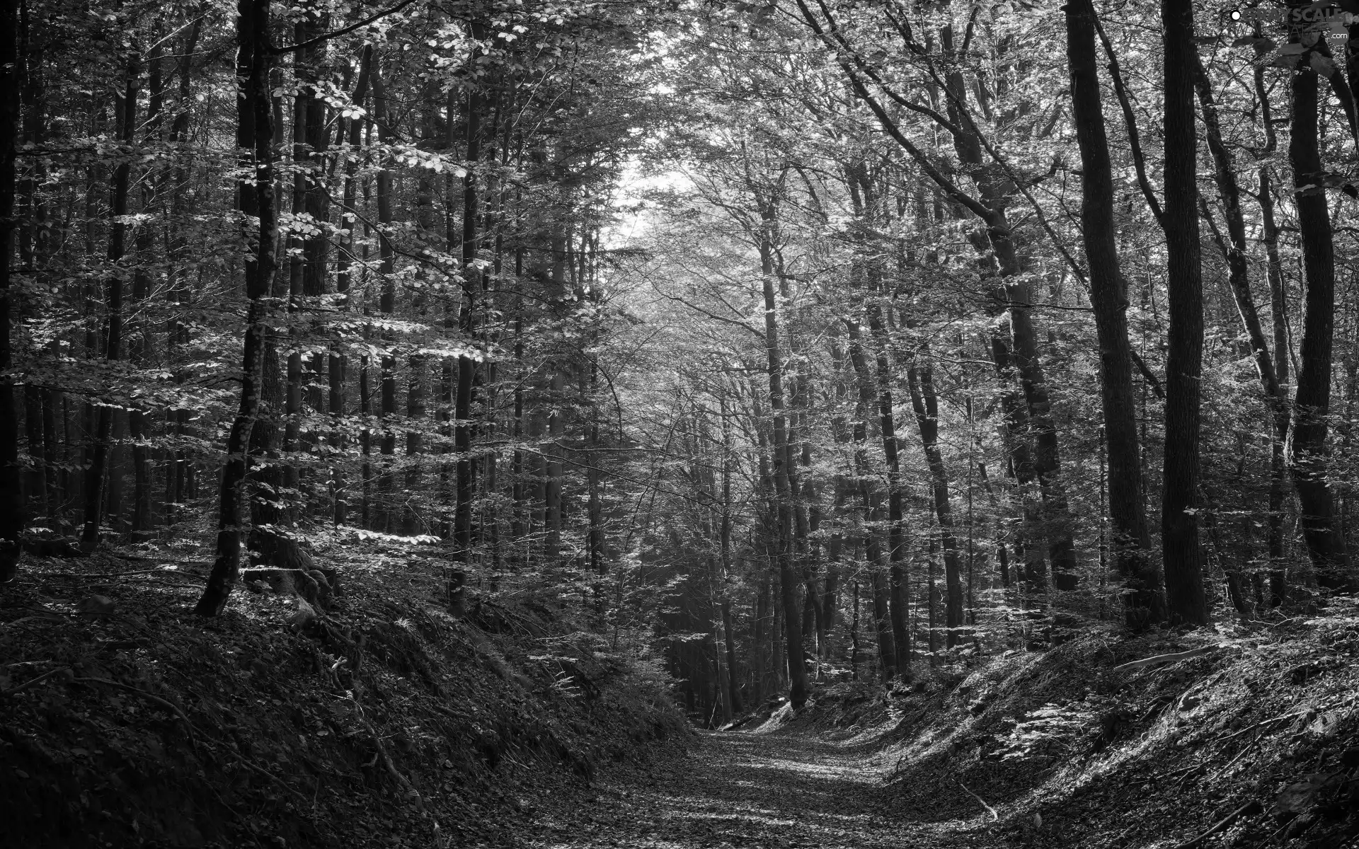 forest, autumn, trees, viewes, color, Path