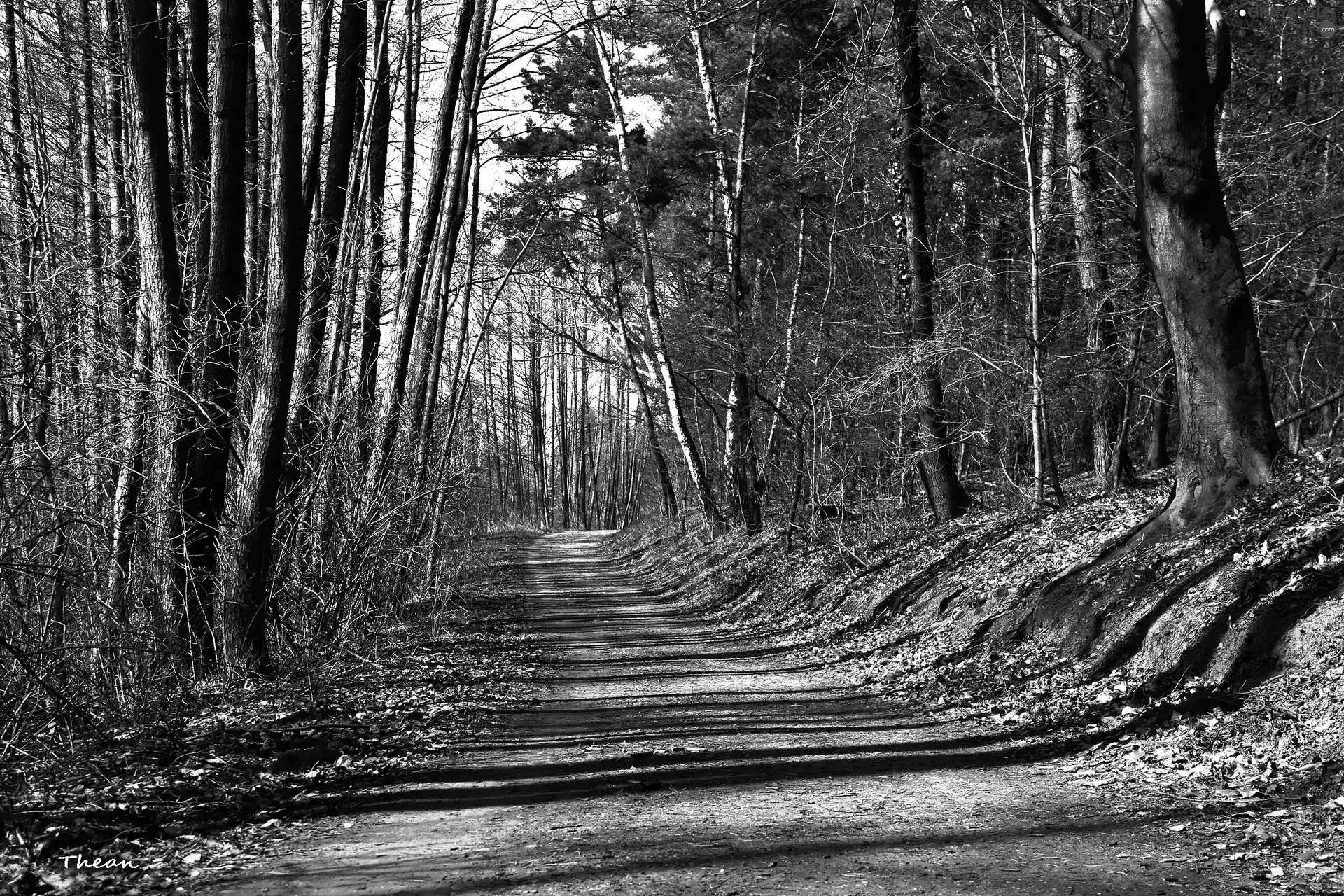 Path, trees, viewes, forest