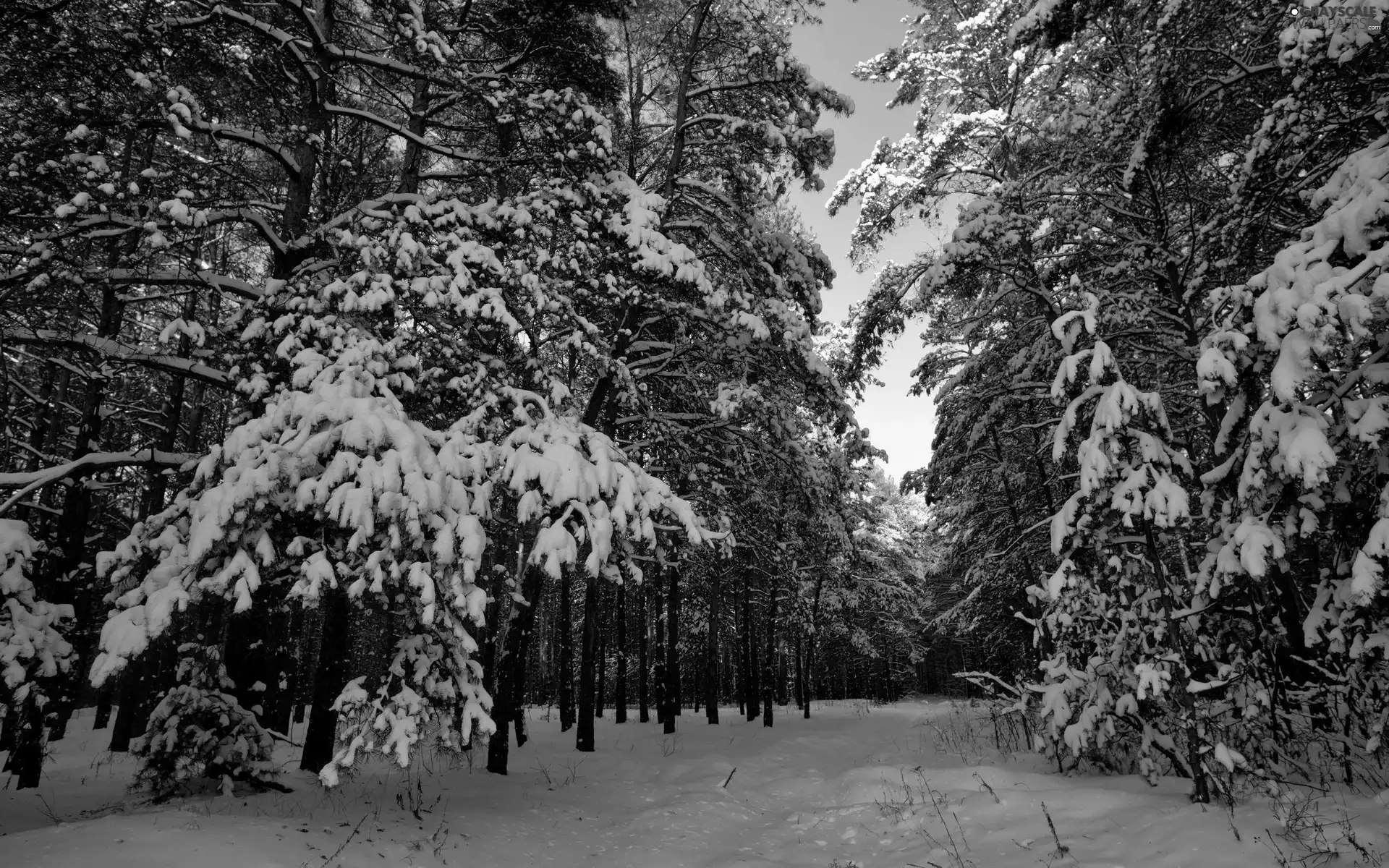 Snowy, winter, viewes, Path, trees, forest