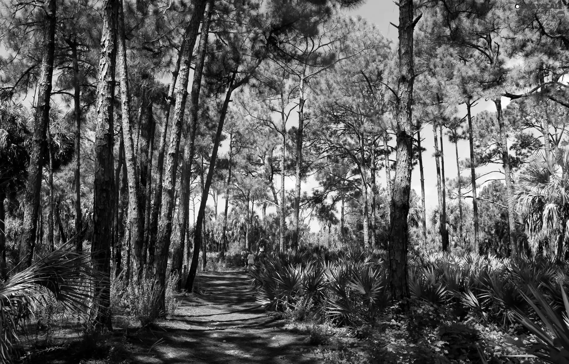 viewes, People, Way, trees, forest