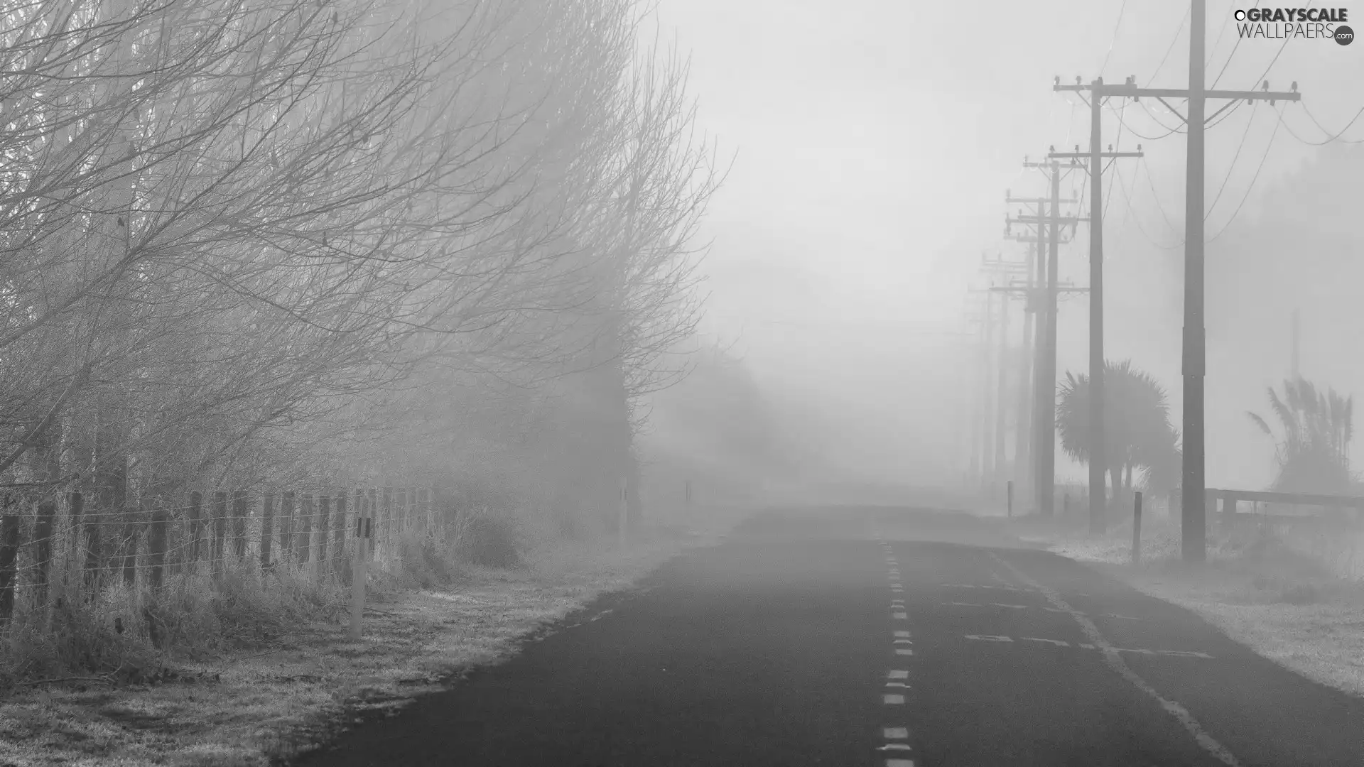 viewes, pile, Fog, trees, Way