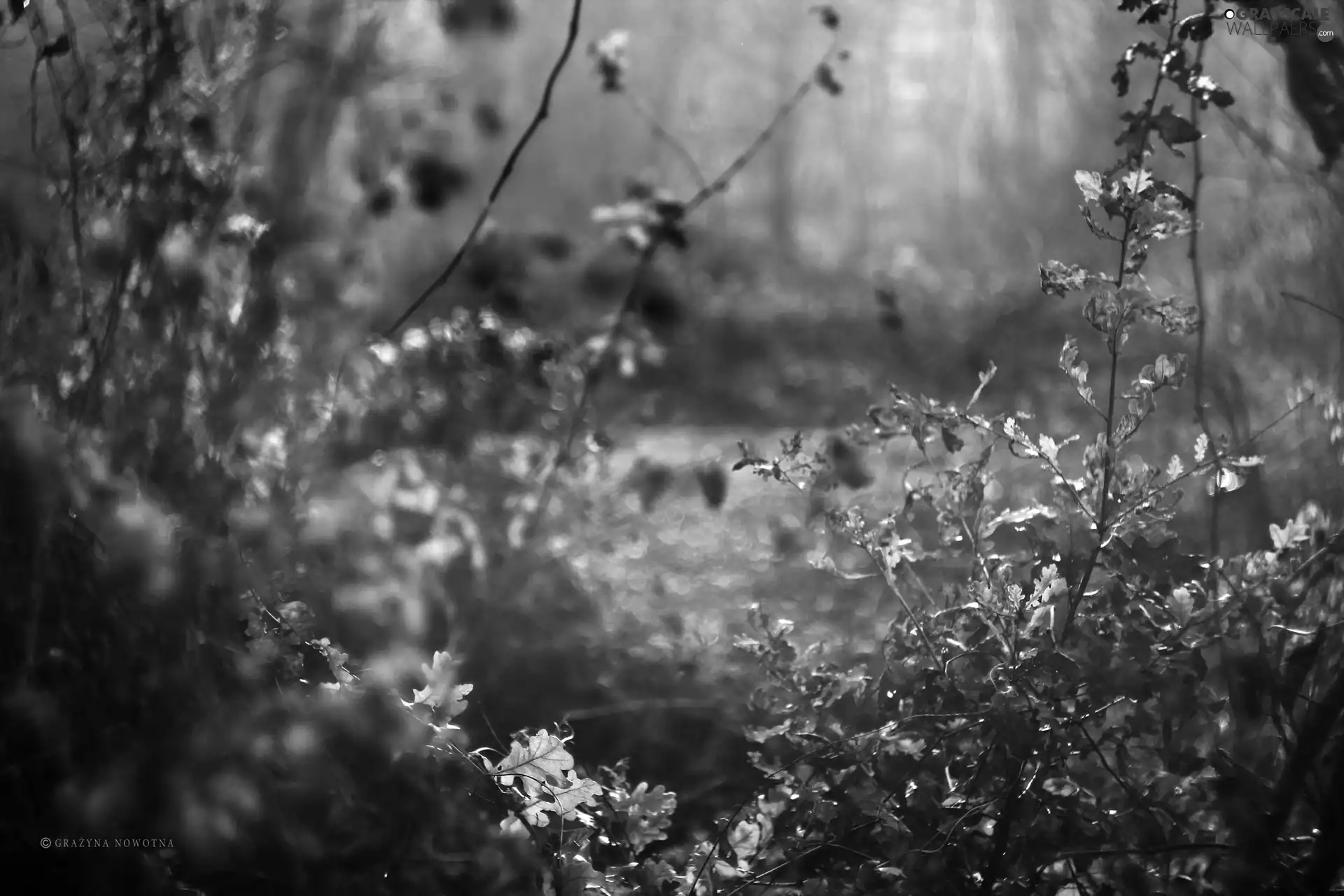 viewes, Plants, Leaf, trees, Autumn
