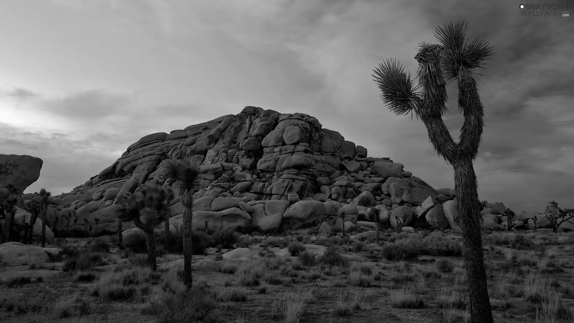 viewes, Plants, rocks, trees, Desert