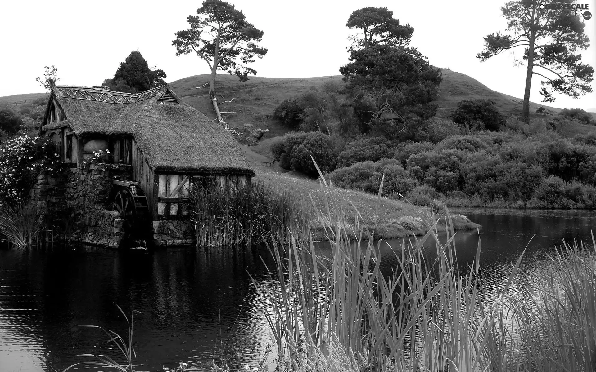 viewes, Plants, water, trees, Windmill