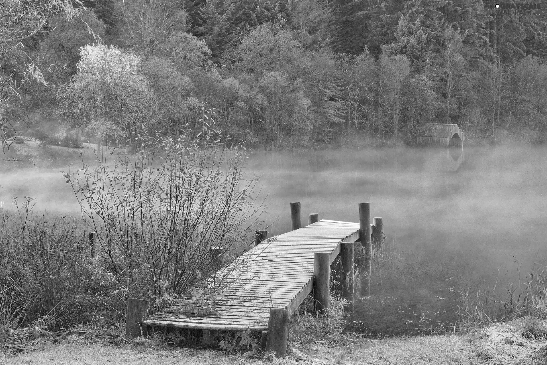 viewes, Platform, Fog, trees, lake