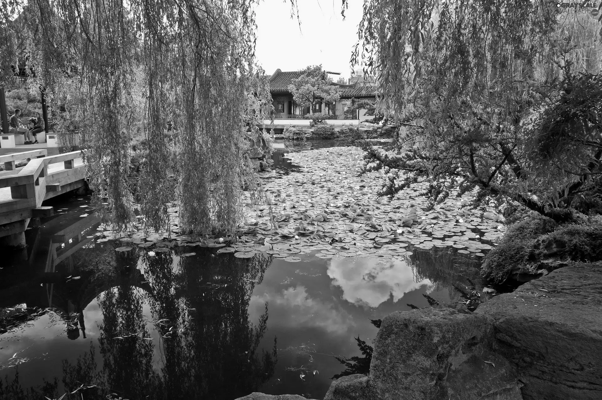 Park, trees, viewes, Pond - car