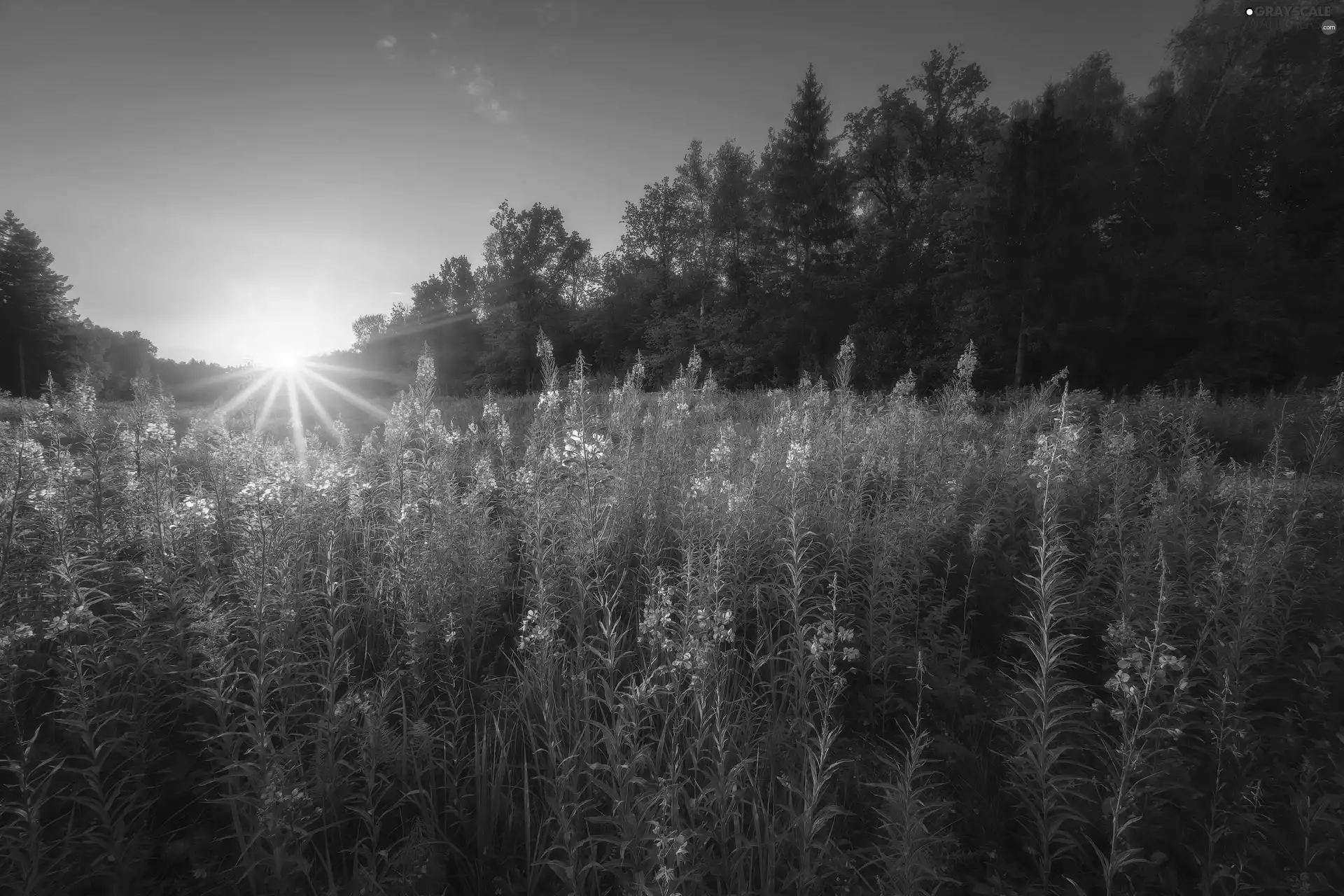 trees, Flowers, Sunrise, Lythrum Salicaria, Meadow, viewes, rays of the Sun