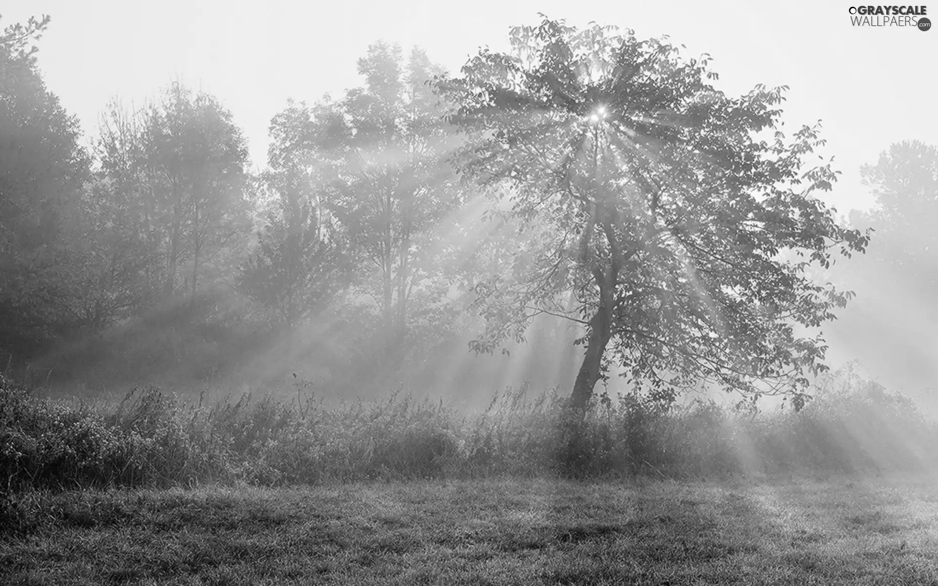 rays, trees, viewes, sun