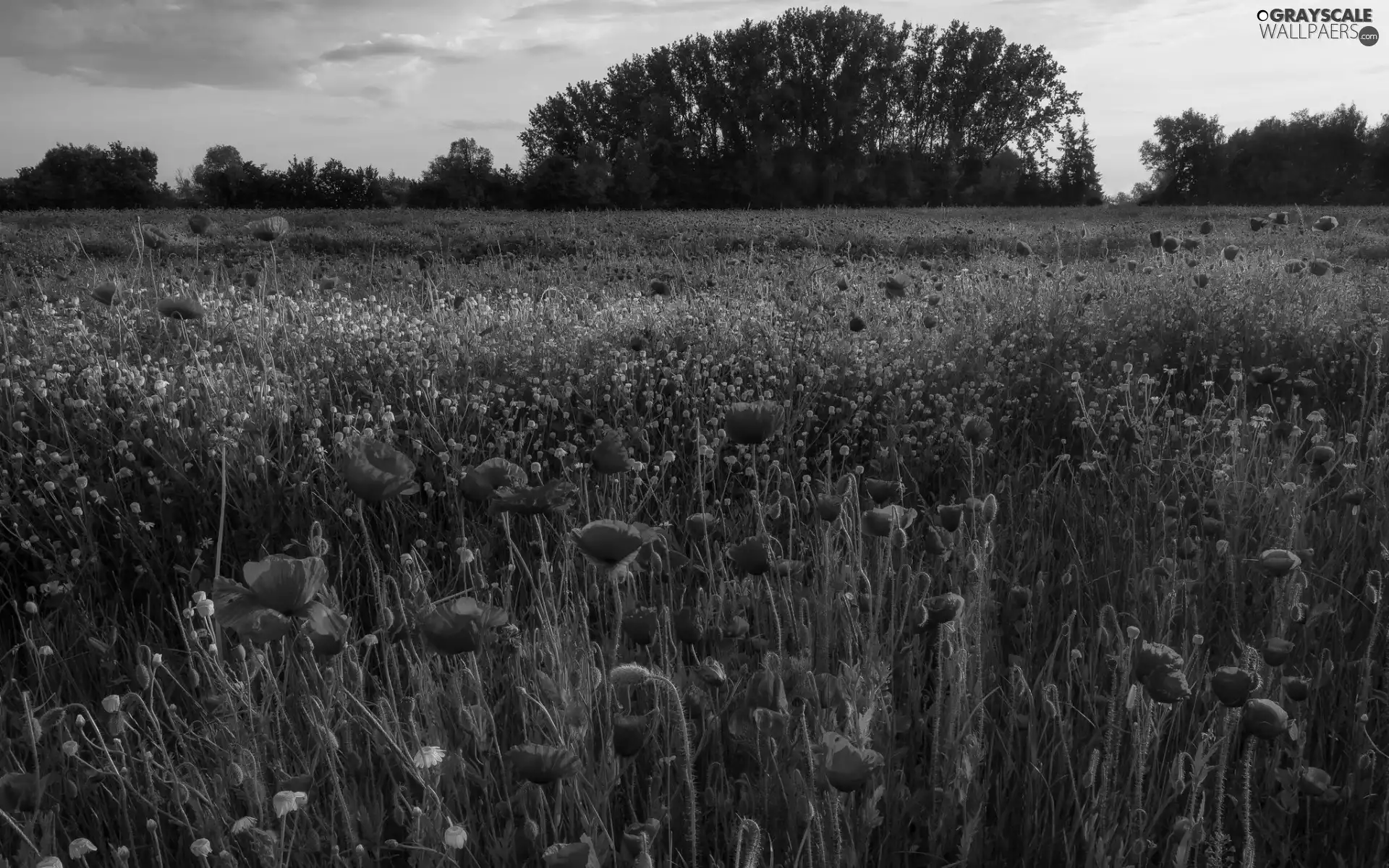 trees, viewes, Red, papavers, Meadow