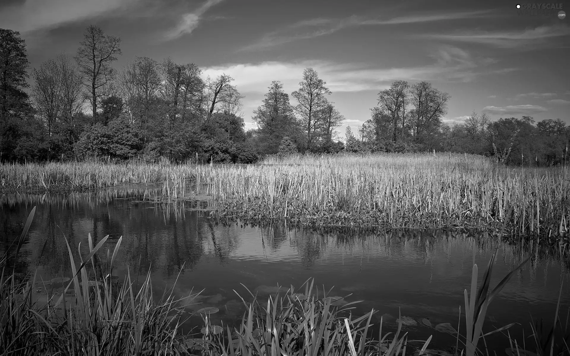 viewes, reflection, rushes, trees, lake