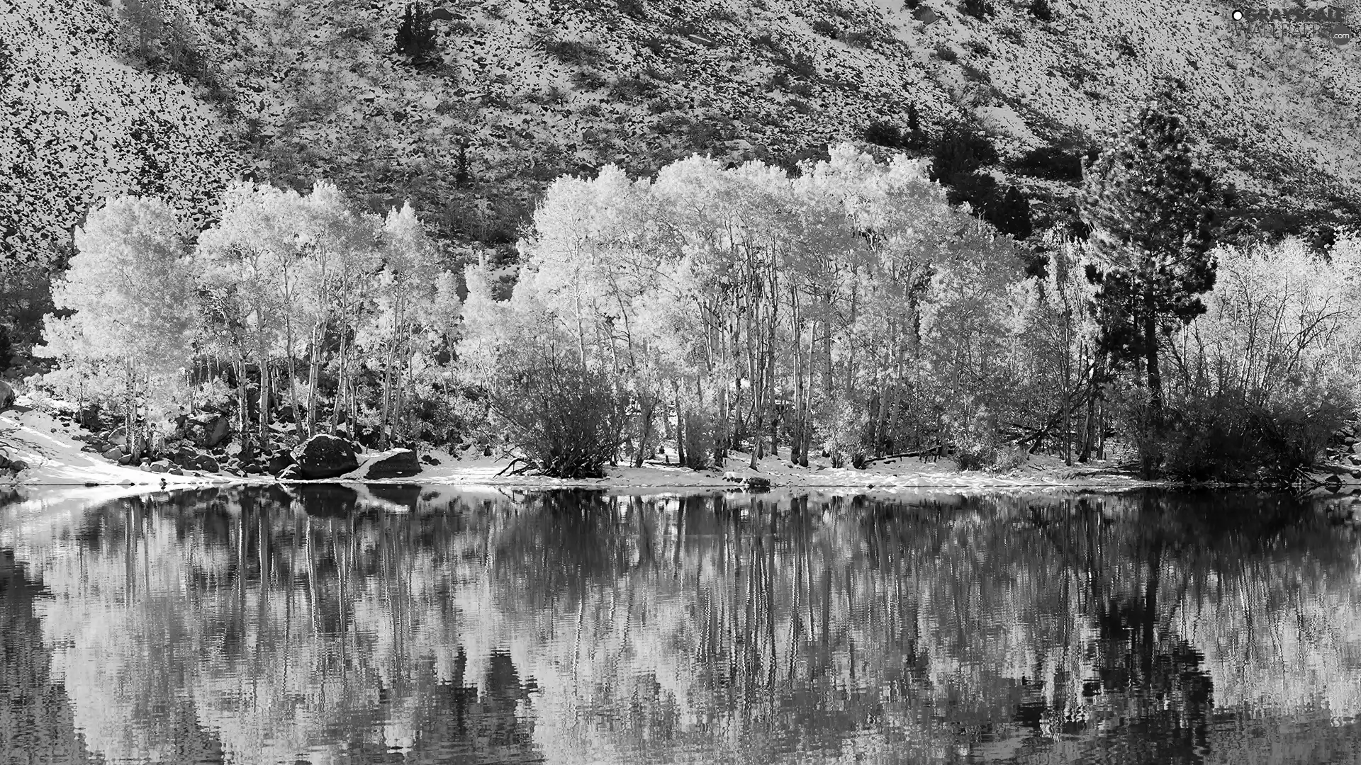 viewes, reflection, lake, trees, winter