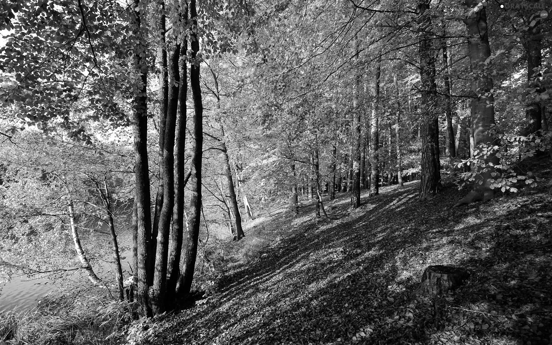 viewes, River, scarp, trees, autumn