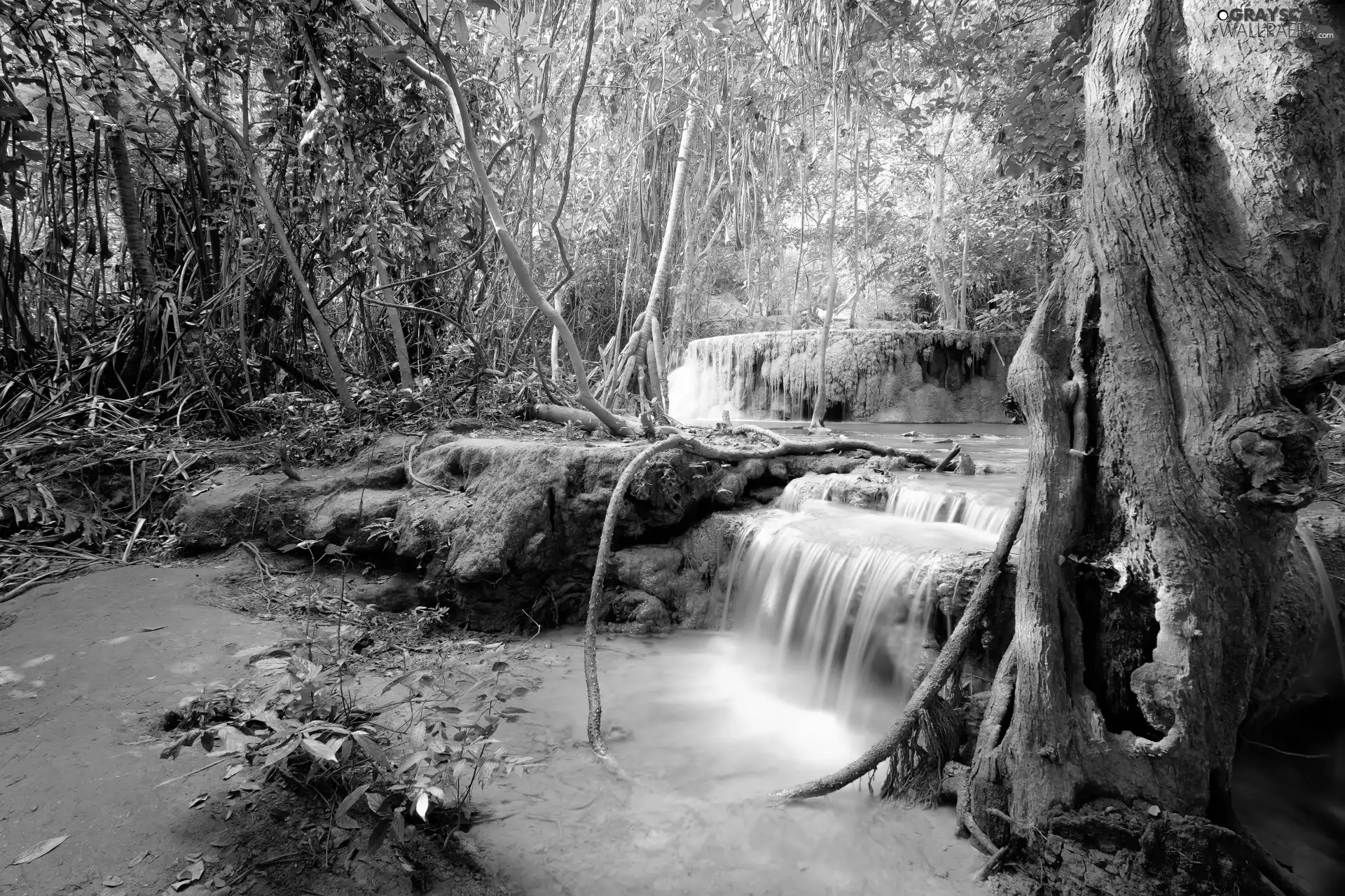 cascade, forest, trees, viewes, waterfall, River