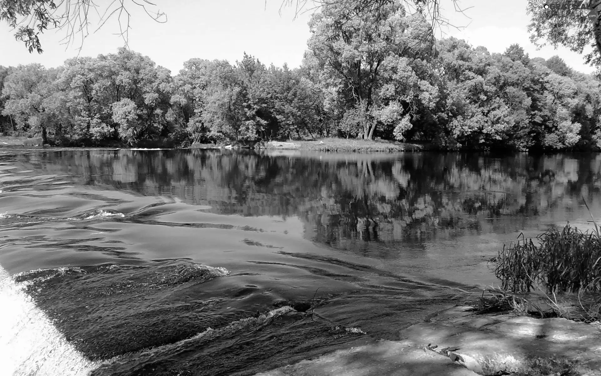 River, trees, viewes, forest