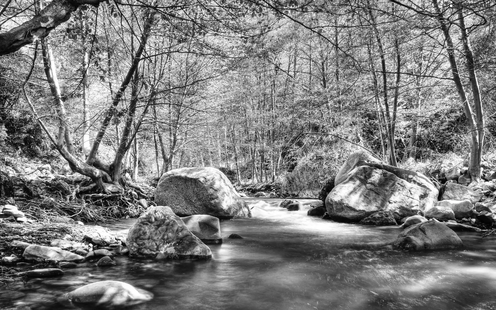 River, trees, viewes, Stones