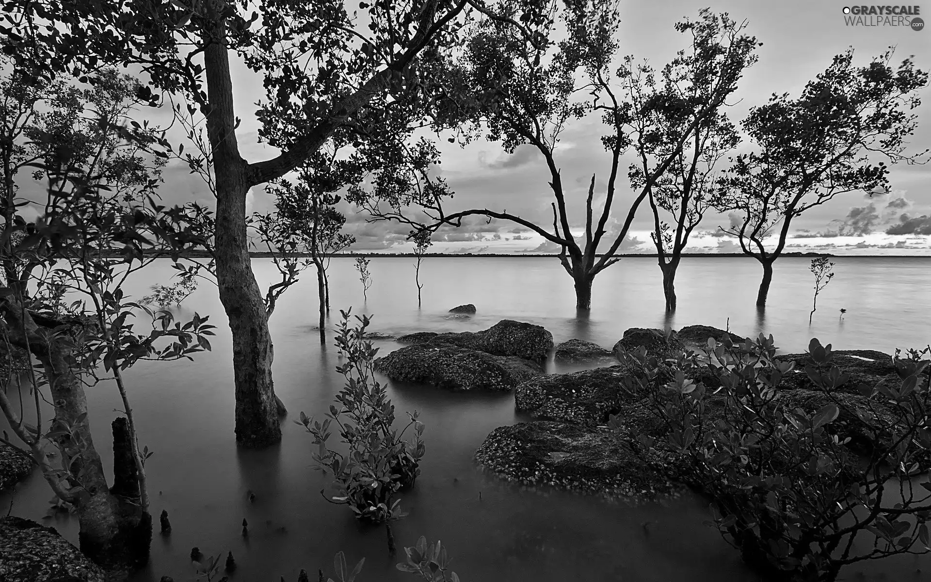 River, trees, viewes, Stones