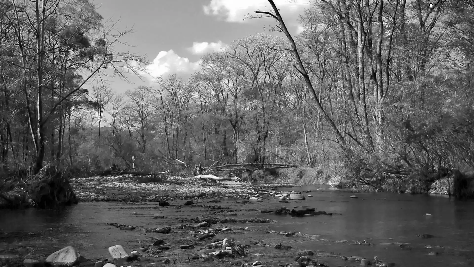 River, trees, viewes, Stones