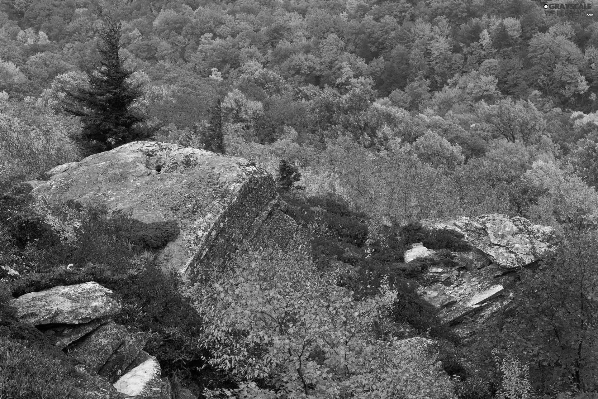 viewes, rocks, forest, trees, autumn