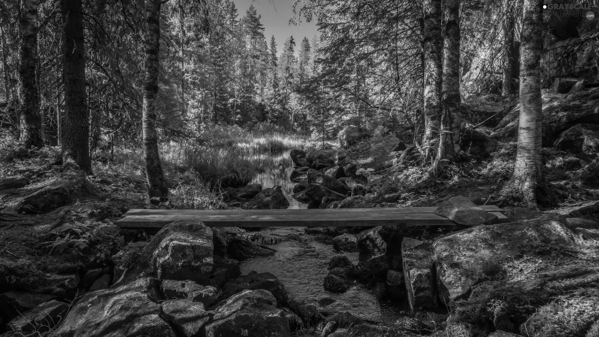 stream, trees, rocks, viewes, forest, Stones, footbridge