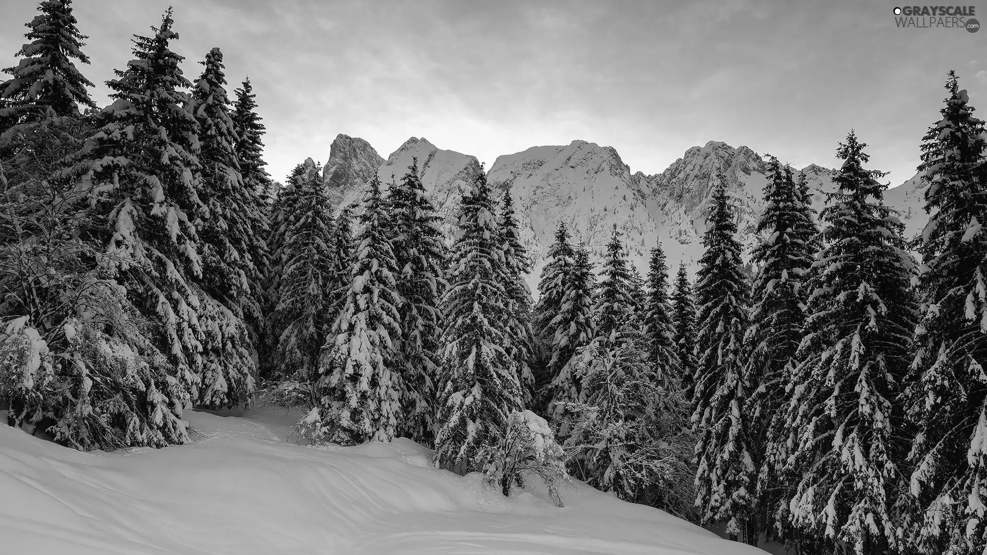 Mountains, winter, trees, viewes, forest, Rocky