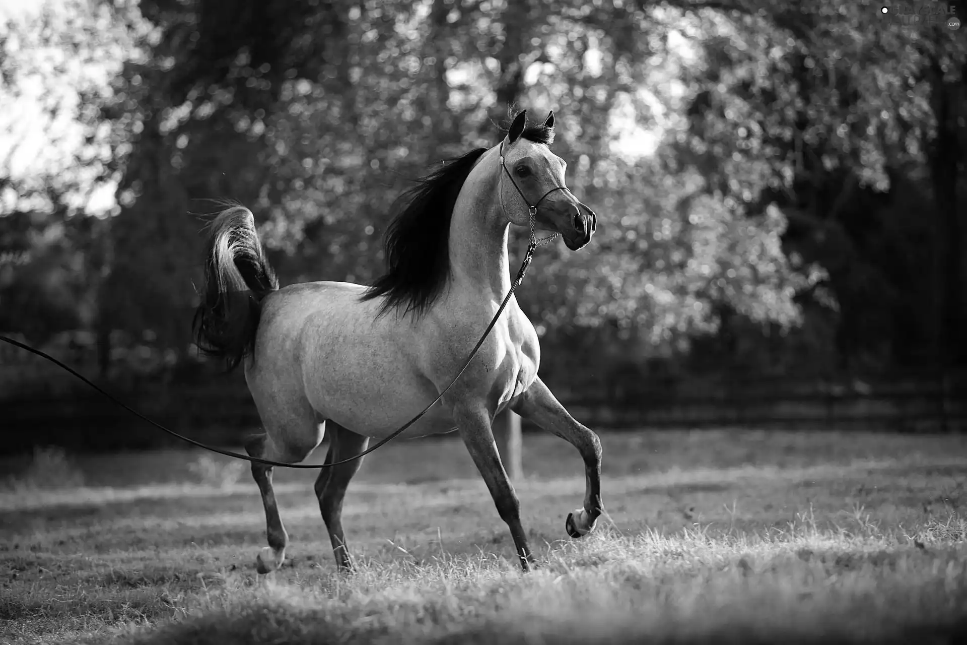 running, trees, viewes, Horse