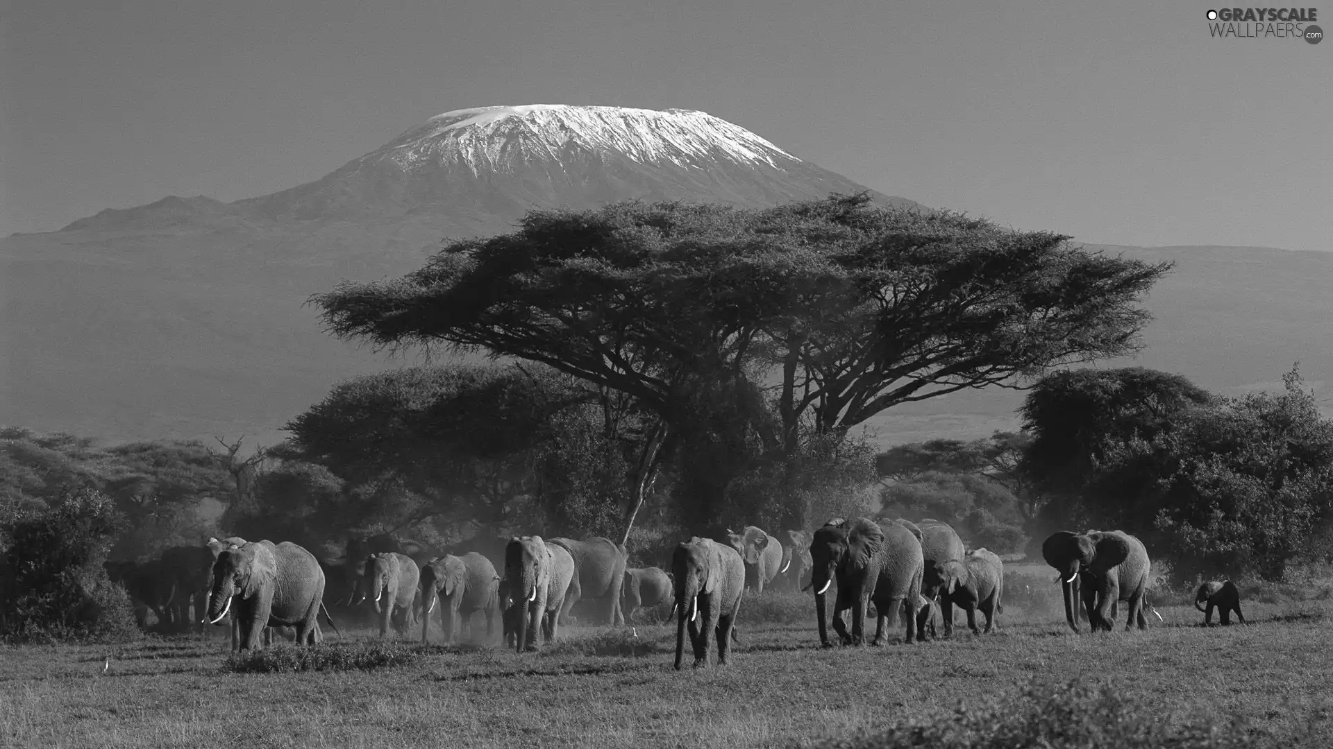 viewes, savanna, mountains, trees, Elephants