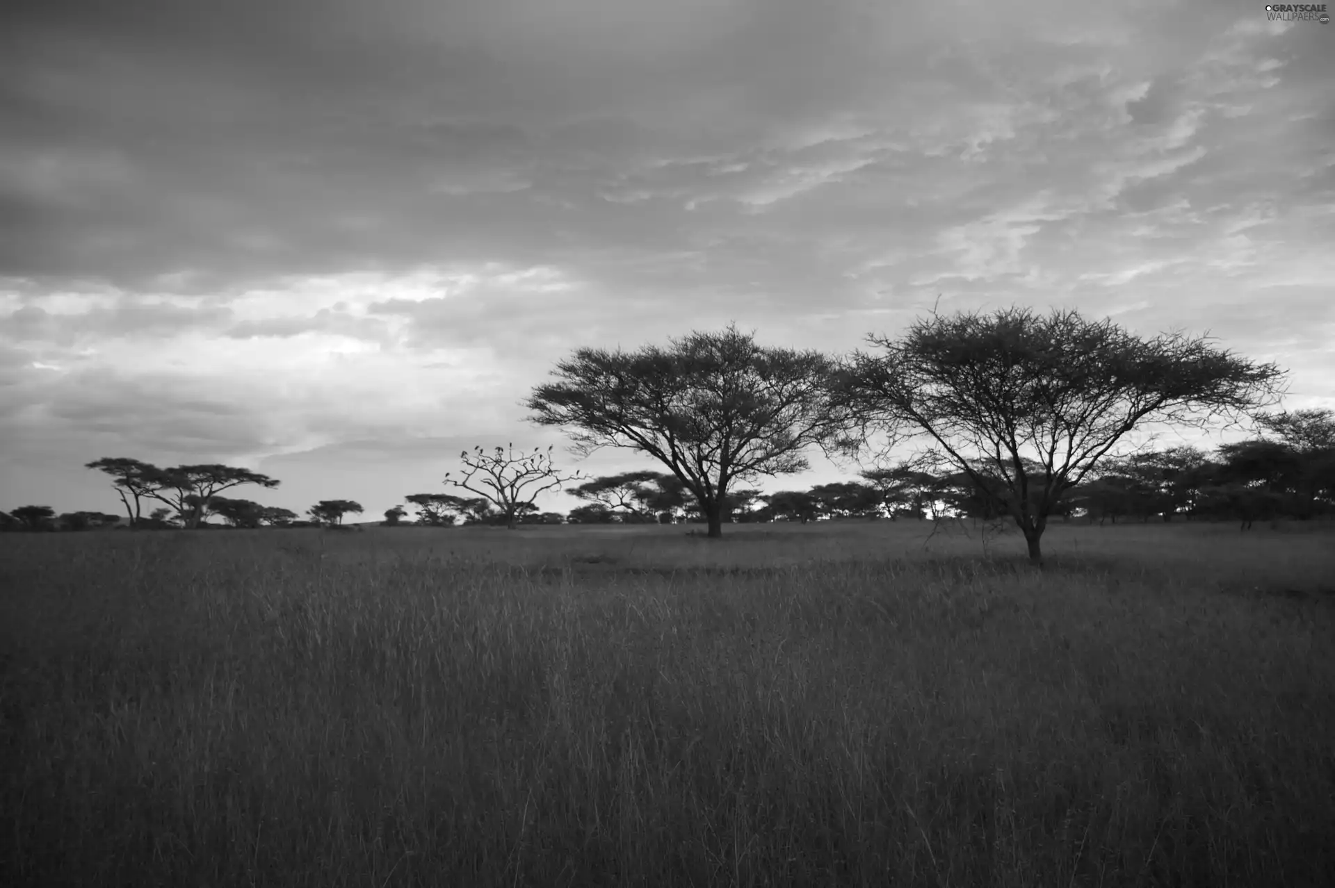 savanna, trees, viewes, grass