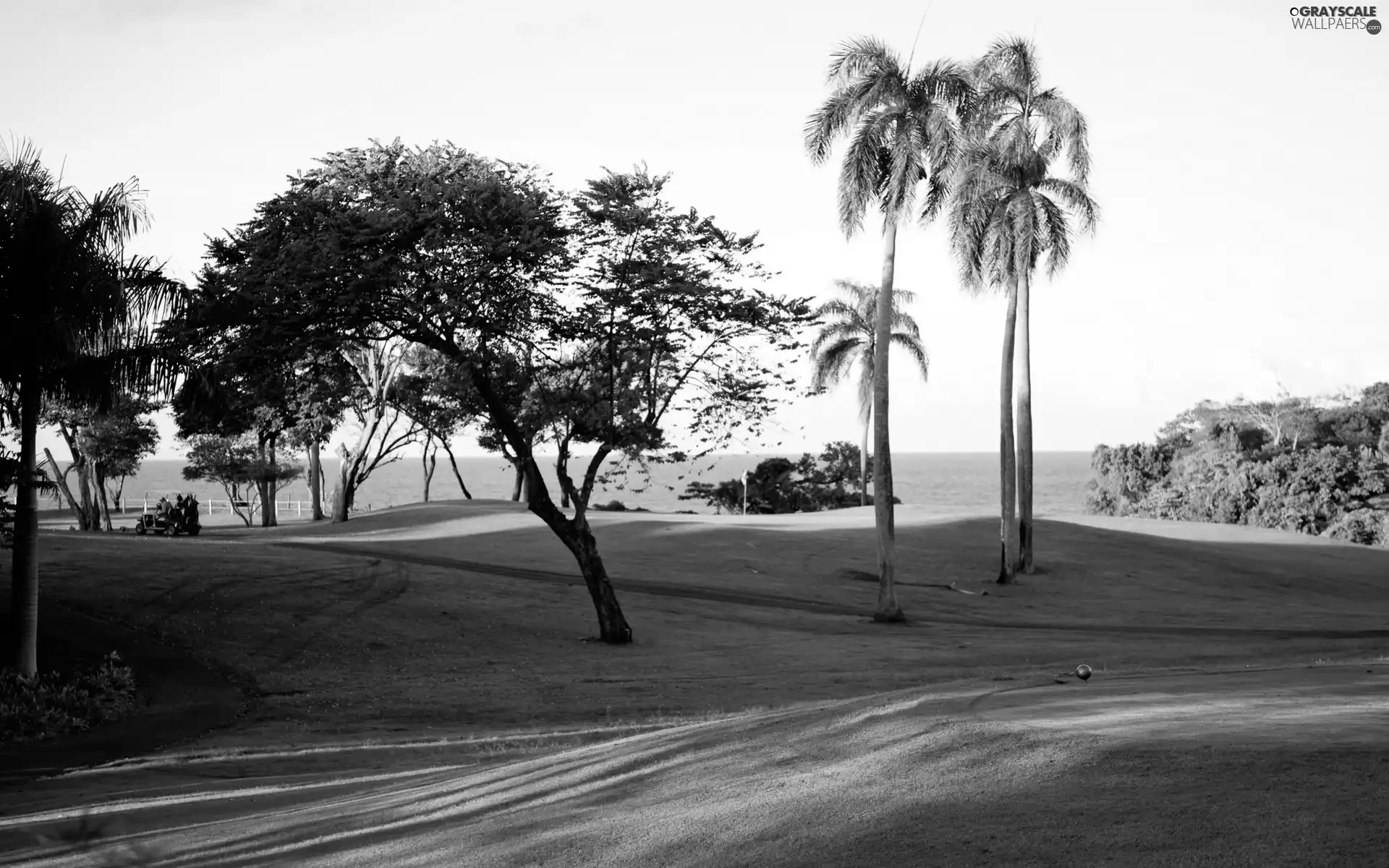 viewes, sea, Course, trees, Field