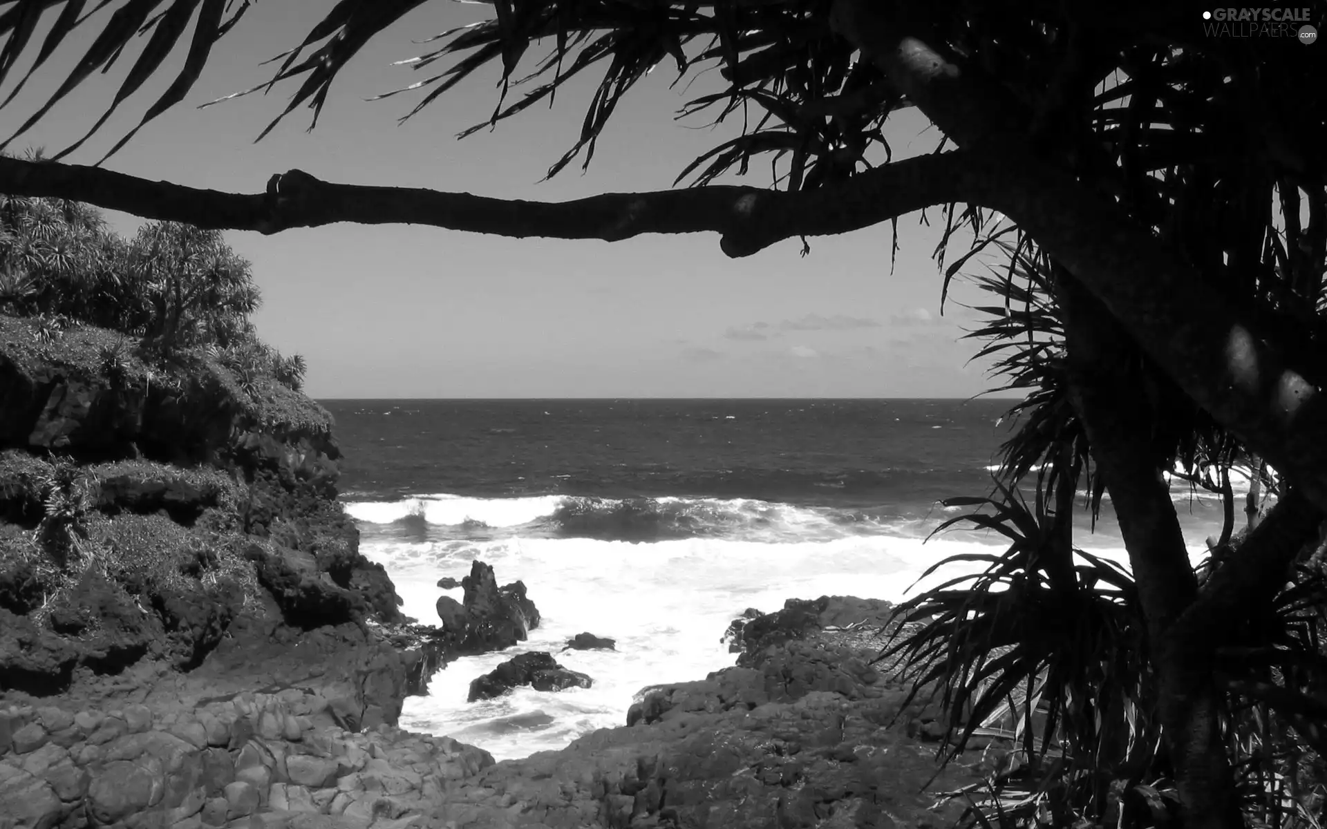 sea, trees, viewes, rocks