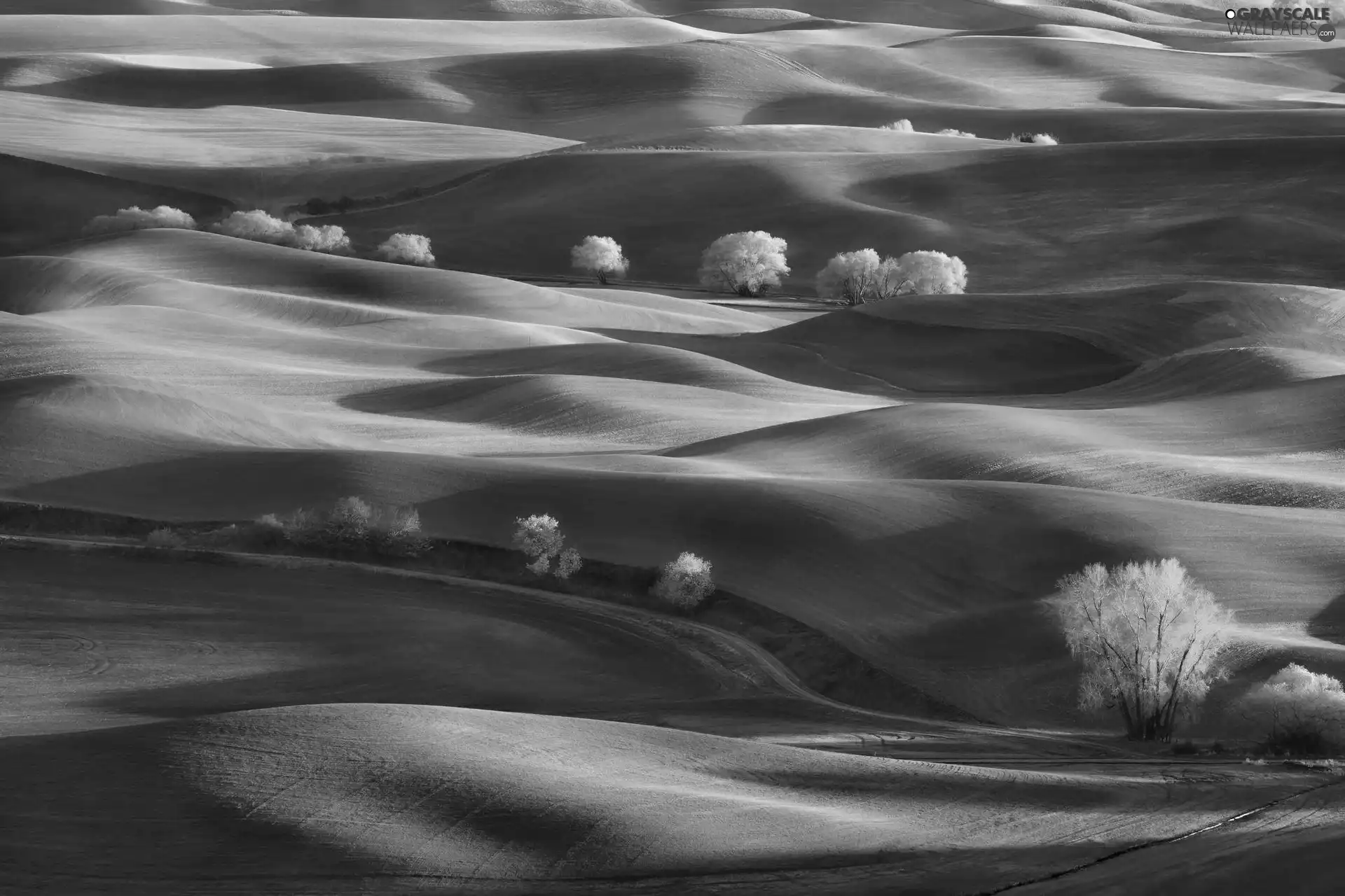 hills, field, viewes, shadows, trees, cultivated