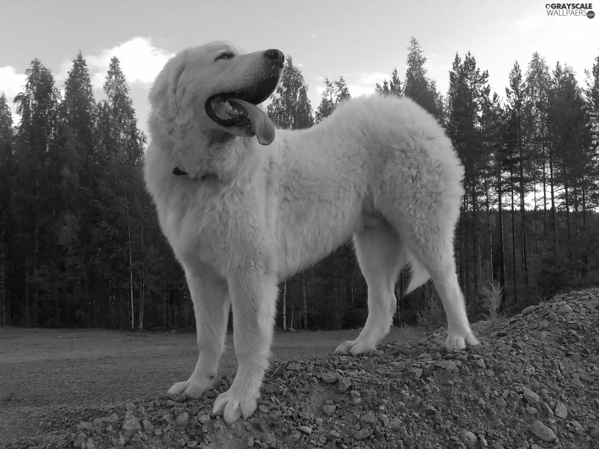 Polish Tatra Sheepdog, trees, viewes, Stones