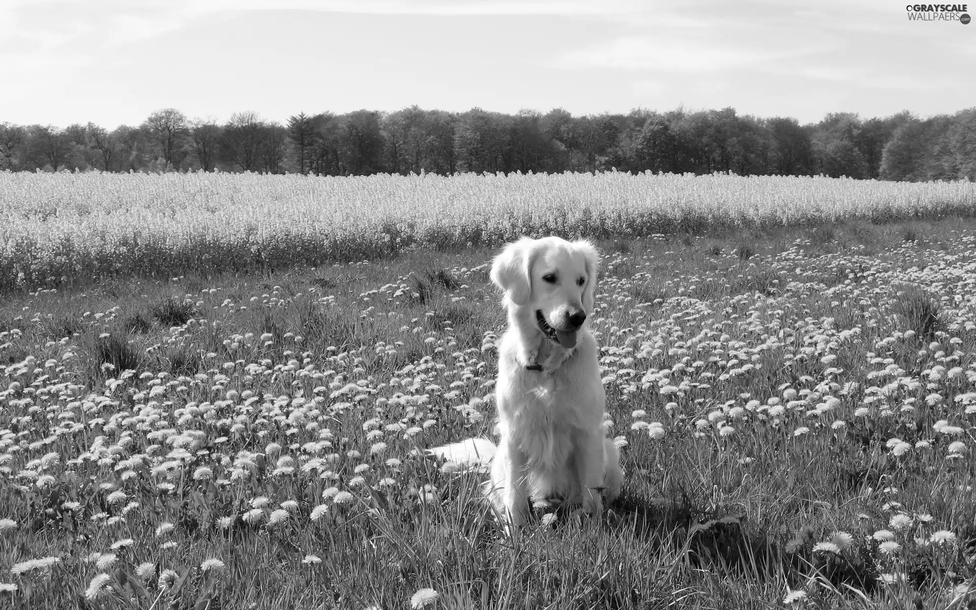 viewes, Sky, grass, trees, dog