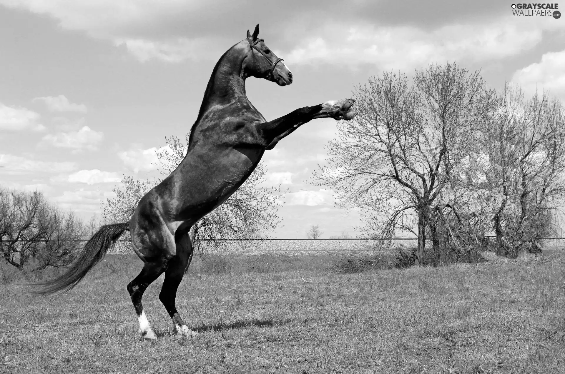 viewes, Sky, grass, trees, Horse