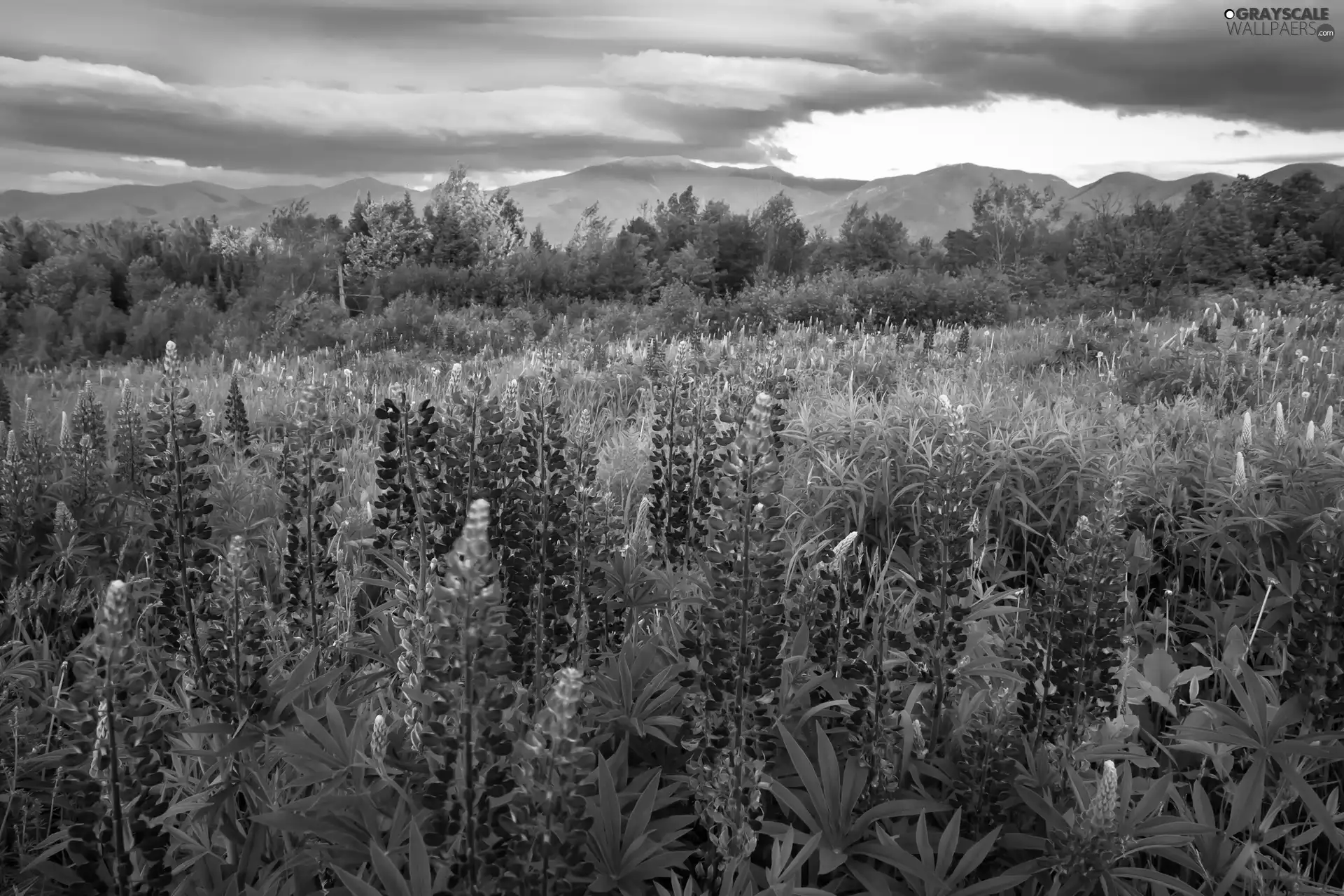 viewes, Sky, Mountains, trees, lupine