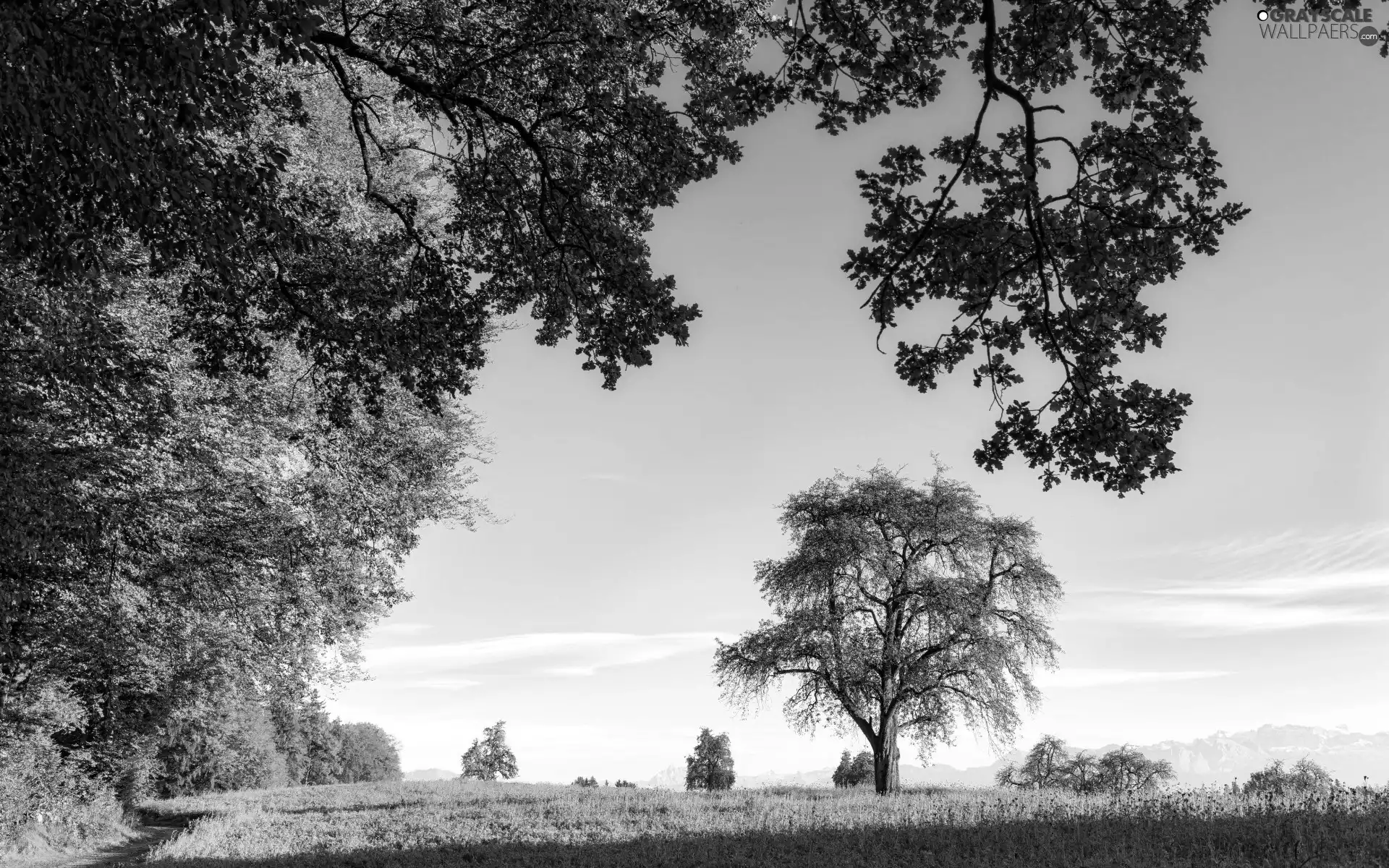 viewes, Sky, Path, trees, Meadow